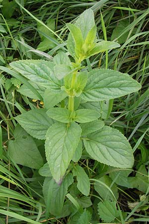 Scrophularia umbrosa \ Geflgelte Braunwurz / Green Figwort, D Mannheim 9.9.2013