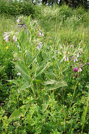 Symphytum uplandicum \ Futter-Beinwell / Russian Comfrey, D Pforzheim 28.5.2014