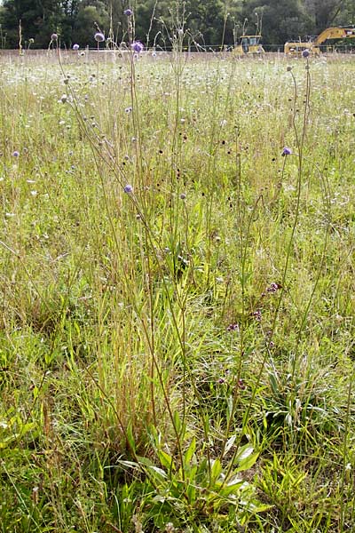 Succisa pratensis \ Teufelsabbiss / Devil's-bit Scabious, D Oppenheim 9.8.2014