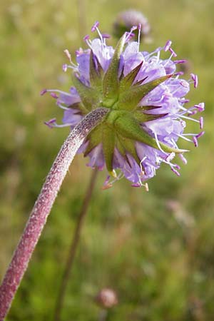 Succisa pratensis \ Teufelsabbiss / Devil's-bit Scabious, D Oppenheim 9.8.2014