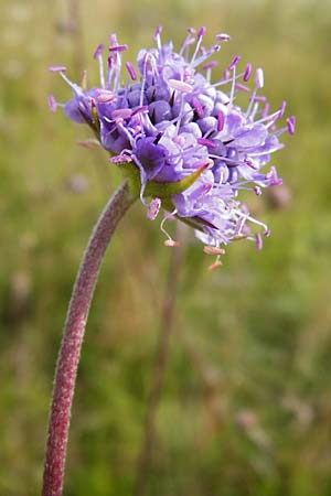 Succisa pratensis \ Teufelsabbiss / Devil's-bit Scabious, D Oppenheim 9.8.2014