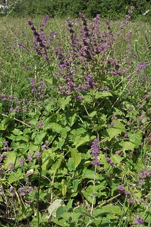 Salvia verticillata \ Quirl-Salbei / Whorled Sage, D Mosbach 7.7.2007