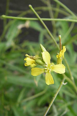 Sisymbrium orientale \ Orientalische Rauke / Eastern Rocket, D Mannheim 3.5.2009