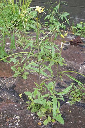 Sisymbrium orientale \ Orientalische Rauke / Eastern Rocket, D Mannheim 3.5.2009