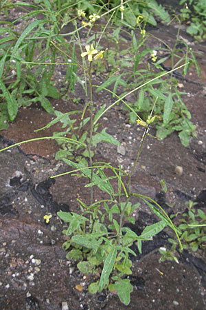Sisymbrium orientale \ Orientalische Rauke / Eastern Rocket, D Mannheim 3.5.2009