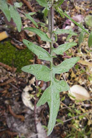 Sisymbrium orientale \ Orientalische Rauke / Eastern Rocket, D Mannheim 3.5.2009