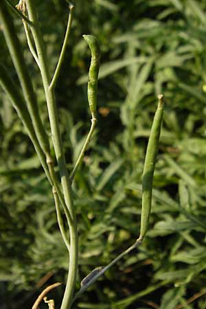 Diplotaxis tenuifolia \ Schmalblttriger Doppelsame, Ruccola / Perennial Wall Rocket, D Mannheim 2.7.2009