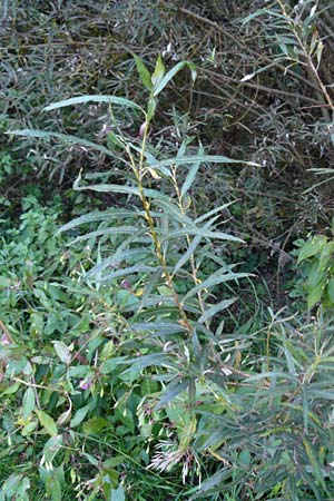 Salix viminalis \ Korb-Weide / Common Osier, D Eberbach 6.10.2014