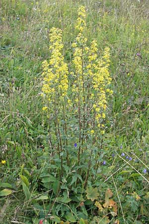 Solidago virgaurea \ Gewhnliche Goldrute, Echte Goldrute / Goldenrod, D Taunus, Großer Feldberg 29.7.2010