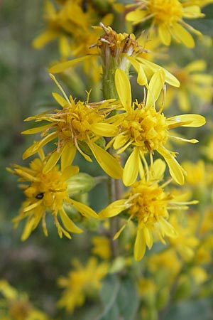 Solidago virgaurea \ Gewhnliche Goldrute, Echte Goldrute / Goldenrod, D Taunus, Großer Feldberg 29.7.2010