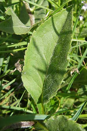 Solidago virgaurea subsp. minuta \ Alpen-Goldrute / Alpine Goldenrod, D Immenstadt 21.6.2011