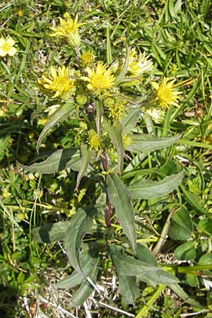 Solidago virgaurea subsp. minuta \ Alpen-Goldrute / Alpine Goldenrod, D Immenstadt 21.6.2011