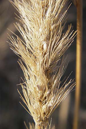 Setaria pumila \ Rote Borstenhirse, Fuchsrote Borstenhirse / Yellow Bristle Grass, D Mannheim 17.10.2011