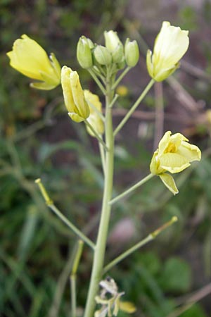 Diplotaxis tenuifolia \ Schmalblttriger Doppelsame, Ruccola / Perennial Wall Rocket, D Mannheim 15.5.2012