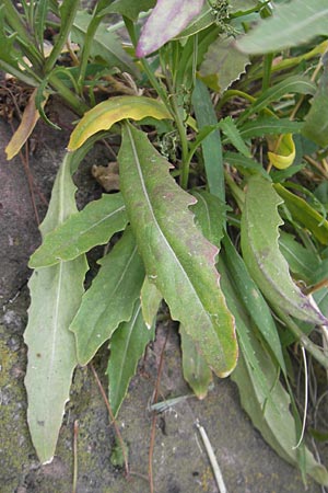Diplotaxis tenuifolia \ Schmalblttriger Doppelsame, Ruccola / Perennial Wall Rocket, D Mannheim 15.5.2012