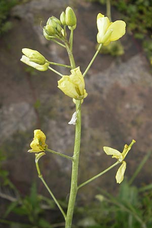 Diplotaxis tenuifolia \ Schmalblttriger Doppelsame, Ruccola / Perennial Wall Rocket, D Mannheim 15.5.2012