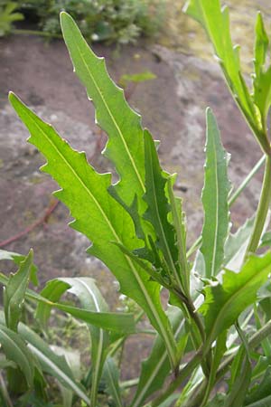 Diplotaxis tenuifolia \ Schmalblttriger Doppelsame, Ruccola / Perennial Wall Rocket, D Mannheim 15.5.2012