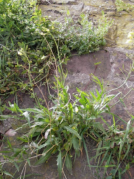 Diplotaxis tenuifolia \ Schmalblttriger Doppelsame, Ruccola / Perennial Wall Rocket, D Mannheim 15.5.2012