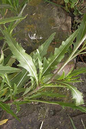 Diplotaxis tenuifolia \ Schmalblttriger Doppelsame, Ruccola / Perennial Wall Rocket, D Mannheim 15.5.2012