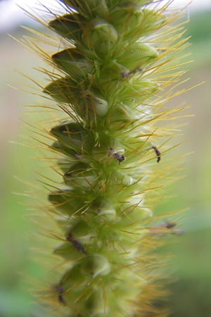 Setaria pumila \ Rote Borstenhirse, Fuchsrote Borstenhirse / Yellow Bristle Grass, D Mannheim 13.7.2012