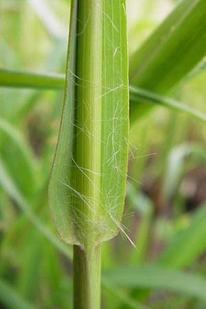 Setaria pumila \ Rote Borstenhirse, Fuchsrote Borstenhirse / Yellow Bristle Grass, D Mannheim 13.7.2012