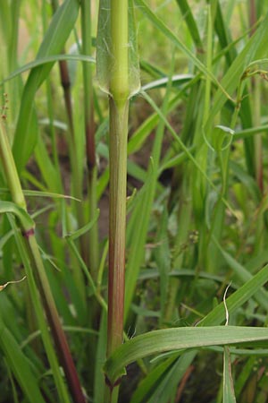 Setaria pumila \ Rote Borstenhirse, Fuchsrote Borstenhirse / Yellow Bristle Grass, D Mannheim 13.7.2012