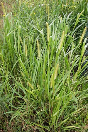 Setaria pumila \ Rote Borstenhirse, Fuchsrote Borstenhirse / Yellow Bristle Grass, D Mannheim 13.7.2012
