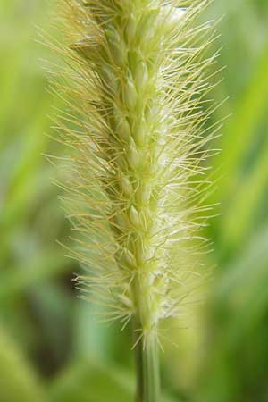 Setaria pumila \ Rote Borstenhirse, Fuchsrote Borstenhirse / Yellow Bristle Grass, D Mannheim 13.7.2012
