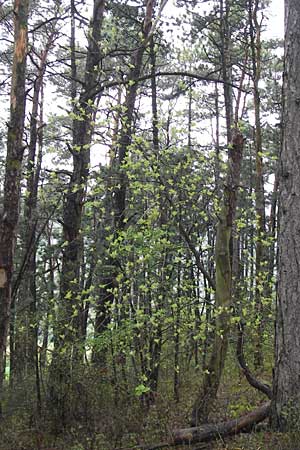 Sorbus x vagensis \ Rundbl&auml;ttrige Bastard-Elsbeere / Hybrid Service Tree, D Leinach 4.5.2013