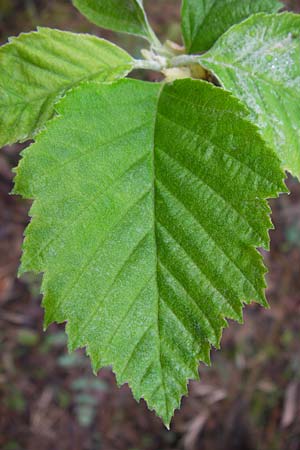 Sorbus x vagensis \ Rundbl&auml;ttrige Bastard-Elsbeere / Hybrid Service Tree, D Leinach 4.5.2013