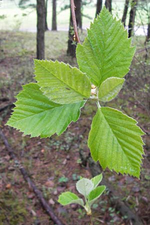 Sorbus x vagensis \ Rundbl&auml;ttrige Bastard-Elsbeere / Hybrid Service Tree, D Leinach 4.5.2013
