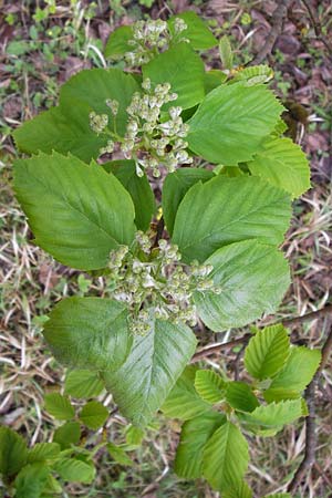Sorbus x vagensis \ Rundbl&auml;ttrige Bastard-Elsbeere / Hybrid Service Tree, D Leinach 4.5.2013