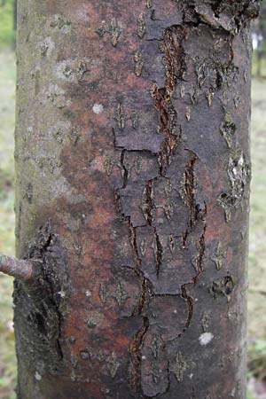 Sorbus x vagensis \ Rundbl&auml;ttrige Bastard-Elsbeere / Hybrid Service Tree, D Leinach 4.5.2013