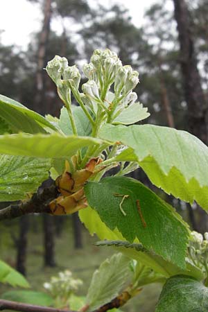 Sorbus x vagensis \ Rundbl&auml;ttrige Bastard-Elsbeere / Hybrid Service Tree, D Leinach 4.5.2013