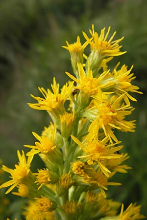Solidago virgaurea \ Gewhnliche Goldrute, Echte Goldrute / Goldenrod, D Schwarzwald/Black-Forest, Hornisgrinde 31.7.2013