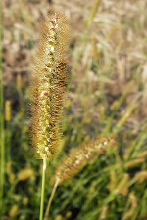 Setaria pumila \ Rote Borstenhirse, Fuchsrote Borstenhirse / Yellow Bristle Grass, D Odenwald, Juhöhe 28.8.2013