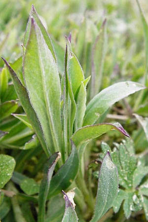 Silene vulgaris var. humilis \ Galmei-Taubenkropf-Leimkraut / Calaminarian Bladder Campion, D Warburg 26.4.2014