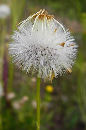 Senecio vernalis \ Frhlings-Greiskraut / Eastern Groundsel, D Mannheim 15.5.2014