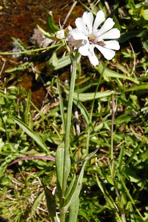 Silene vulgaris var. humilis \ Galmei-Taubenkropf-Leimkraut / Calaminarian Bladder Campion, D Warburg 31.5.2014
