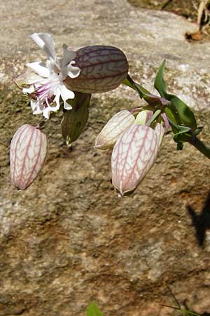 Silene vulgaris var. humilis \ Galmei-Taubenkropf-Leimkraut / Calaminarian Bladder Campion, D Warburg 31.5.2014