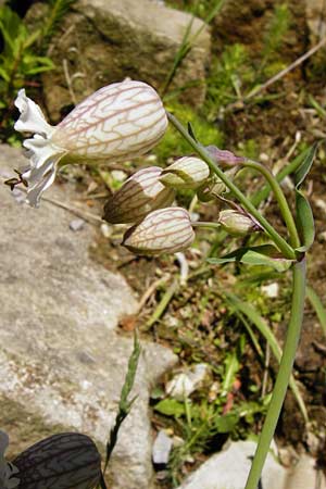 Silene vulgaris var. humilis \ Galmei-Taubenkropf-Leimkraut / Calaminarian Bladder Campion, D Warburg 31.5.2014