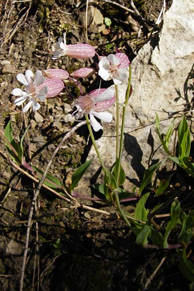 Silene vulgaris var. humilis, Calaminarian Bladder Campion