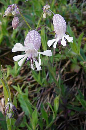 Silene vulgaris var. humilis, Calaminarian Bladder Campion