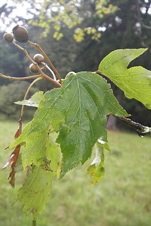 Sorbus torminalis \ Elsbeere / Wild Service Tree, D Greding 5.8.2011