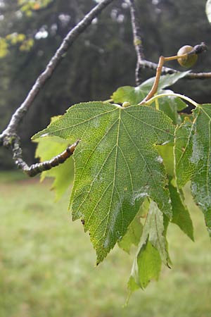 Sorbus torminalis \ Elsbeere / Wild Service Tree, D Greding 5.8.2011