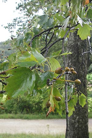 Sorbus torminalis \ Elsbeere / Wild Service Tree, D Greding 5.8.2011