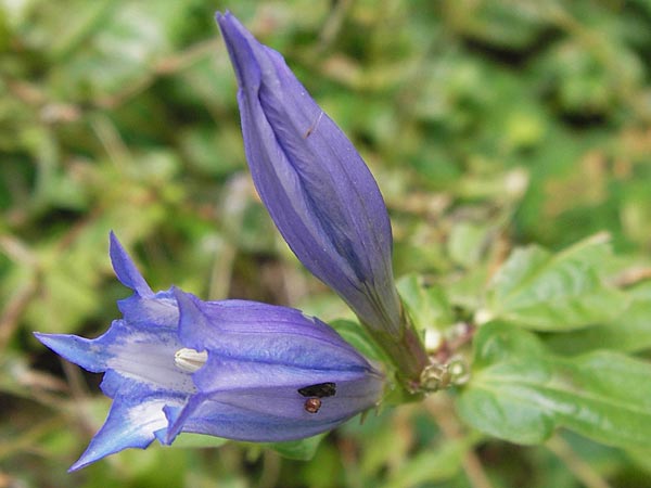 Gentiana asclepiadea \ Schwalbenwurz-Enzian / Willow Gentian, D Botan. Gar.  Universit.  Heidelberg 1.9.2013