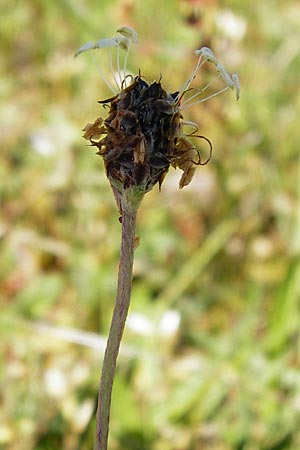 Plantago lanceolata \ Spitz-Wegerich / Ribwort Plantain, D Wetzlar 17.5.2014