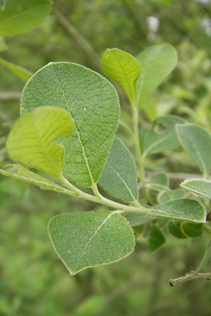 Salix aurita \ Ohr-Weide / Eared Willow, D Idar-Oberstein 14.5.2011