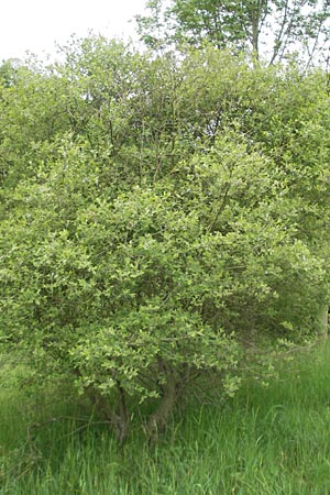 Salix aurita \ Ohr-Weide / Eared Willow, D Idar-Oberstein 14.5.2011